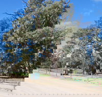 Giant Gum Tree - Accommodation Brunswick Heads