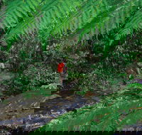 Goldsborough Valley Wooroonooran National Park - Accommodation Brunswick Heads