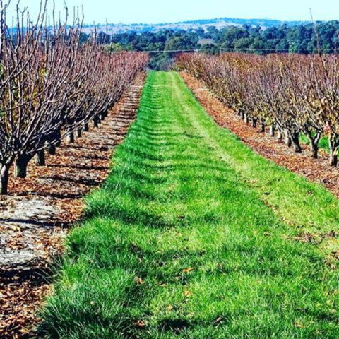 Hall Family Orchards - Accommodation Brunswick Heads 0