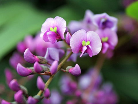 Inverawe Native Gardens - Accommodation Brunswick Heads 2