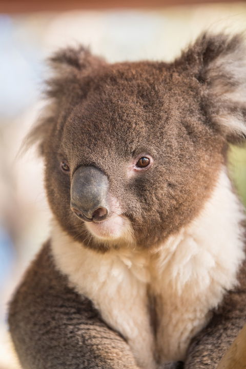 Kyabram Fauna Park - Accommodation Brunswick Heads 0
