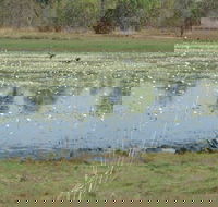 Leaning Tree Lagoon Nature Park - Accommodation Brunswick Heads