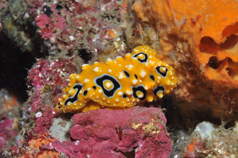 Magic Mountain Dive Site - Accommodation Brunswick Heads 0