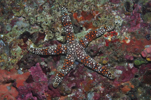 Magic Mountain Dive Site - Accommodation Brunswick Heads 1