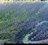 Melton - Accommodation Brunswick Heads