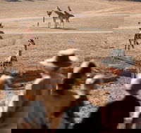 Monarto Safari Park - Accommodation Brunswick Heads