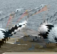 Pelican Feeding - Accommodation Brunswick Heads