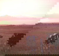 Pyree - Accommodation Brunswick Heads