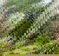 River walking track - Accommodation Brunswick Heads