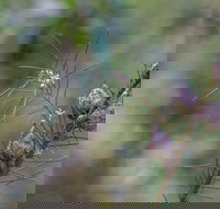 Wallumatta Loop Trail - Accommodation Brunswick Heads