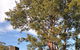 Wattle Park - thumb 2