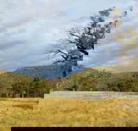 Weddin Mountains National Park - Accommodation Brunswick Heads
