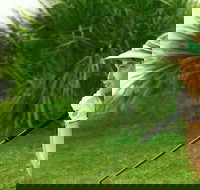 Whitsunday Green Club Golf - Accommodation Brunswick Heads