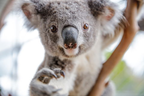 Wild Life Sydney Zoo - Accommodation Brunswick Heads 0