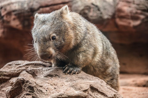Wild Life Sydney Zoo - Accommodation Brunswick Heads 2