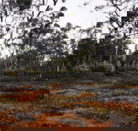 Woylie Walk Dryandra Woodland - Accommodation Brunswick Heads