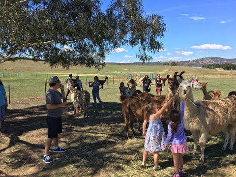 Alpaca Magic Stud - Accommodation Brunswick Heads 0