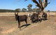 Alpaca Magic Stud - thumb 2