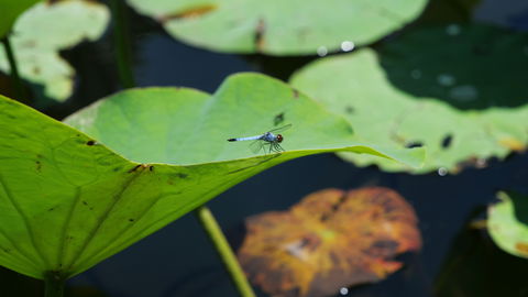 Anderson Park Botanic Gardens - Accommodation Brunswick Heads 1