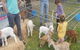 Animal Farm Visit - thumb 2