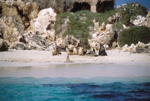 Australian Sea Lions - Accommodation Brunswick Heads 0