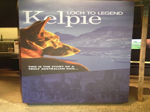 Australian Kelpie Centre - Accommodation Brunswick Heads 1