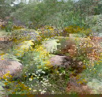 Ben Hall's Cave Walking Track - Accommodation Brunswick Heads