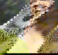 Billabong Zoo Koala and Wildlife Park - Accommodation Brunswick Heads