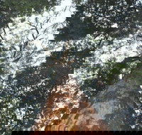 Bird Tree and Benaroon - Accommodation Brunswick Heads