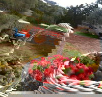 Blue Hills Berries and Cherries - Accommodation Brunswick Heads