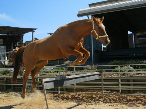 Boggy Creek Show - Accommodation Brunswick Heads 1