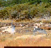 Cape Keraudren Nature Reserve - Accommodation Brunswick Heads