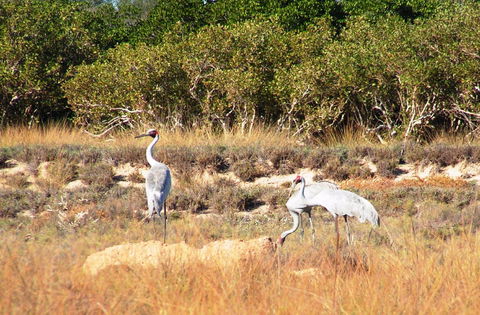 Cape Keraudren Nature Reserve - Accommodation Brunswick Heads 0