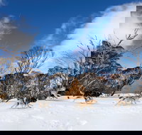 Dinner Plain - Accommodation Brunswick Heads