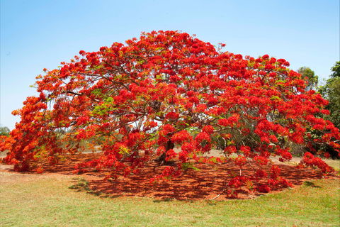 George Brown Darwin Botanic Gardens - Accommodation Brunswick Heads 2