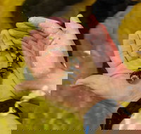 Irukandji Shark and Ray Encounters - Accommodation Brunswick Heads