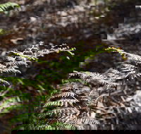 Langwarrin Flora and Fauna Reserve Walking Trails - Accommodation Brunswick Heads