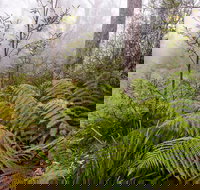 Link Trail - Gloucester Tops to Careys Peak - Accommodation Brunswick Heads