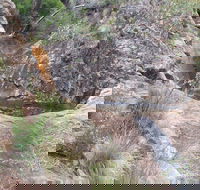 Mill-bullah Walking Track - Accommodation Brunswick Heads