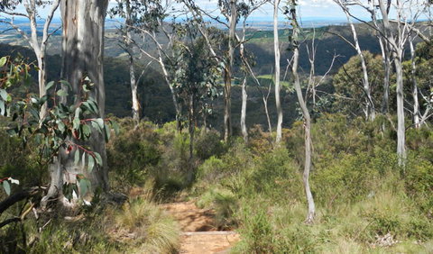Mount Towac Walk - Accommodation Brunswick Heads 0