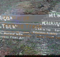 Mount Murga Walking Track - Accommodation Brunswick Heads