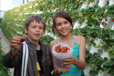 Ricardoes Tomatoes And Strawberries Farm, Port Macquarie - Accommodation Brunswick Heads 2