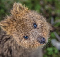 Rottnest Island - Accommodation Brunswick Heads