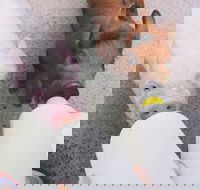 Swan Valley Cuddly Animal Farm - Accommodation Brunswick Heads