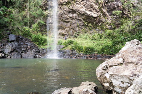 Twin Falls Circuit, Springbrook National Park - Accommodation Brunswick Heads 0