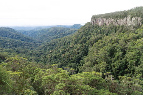 Twin Falls Circuit, Springbrook National Park - Accommodation Brunswick Heads 1