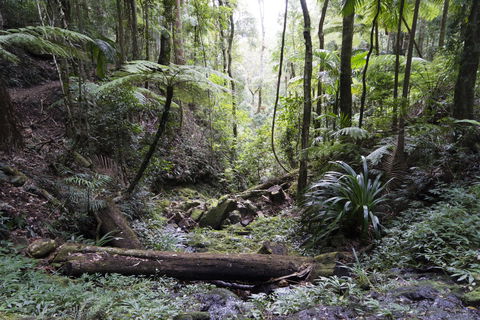 Twin Falls Circuit, Springbrook National Park - Accommodation Brunswick Heads 2