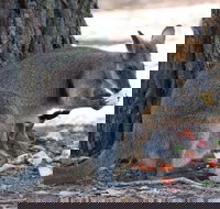 Wirrimbirra Sanctuary - Accommodation Brunswick Heads