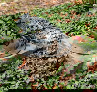 Antony Symons - Retrospective of a Life's Work - Accommodation Brunswick Heads