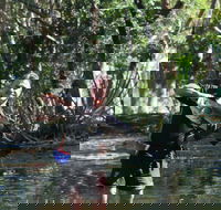 Barra Feeding - Accommodation Brunswick Heads